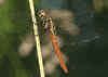 Roseate Skimmer